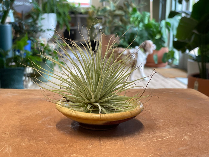 Our Lady Pottery - Dish