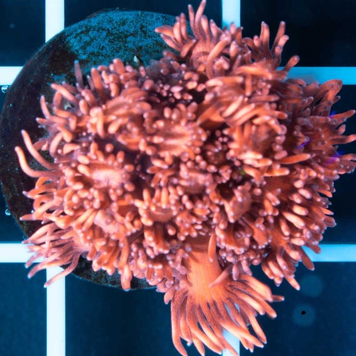 Pink Gonipora