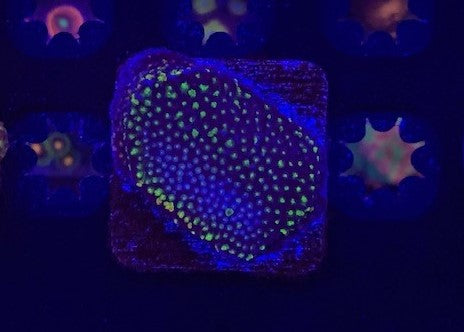 Poker star montipora