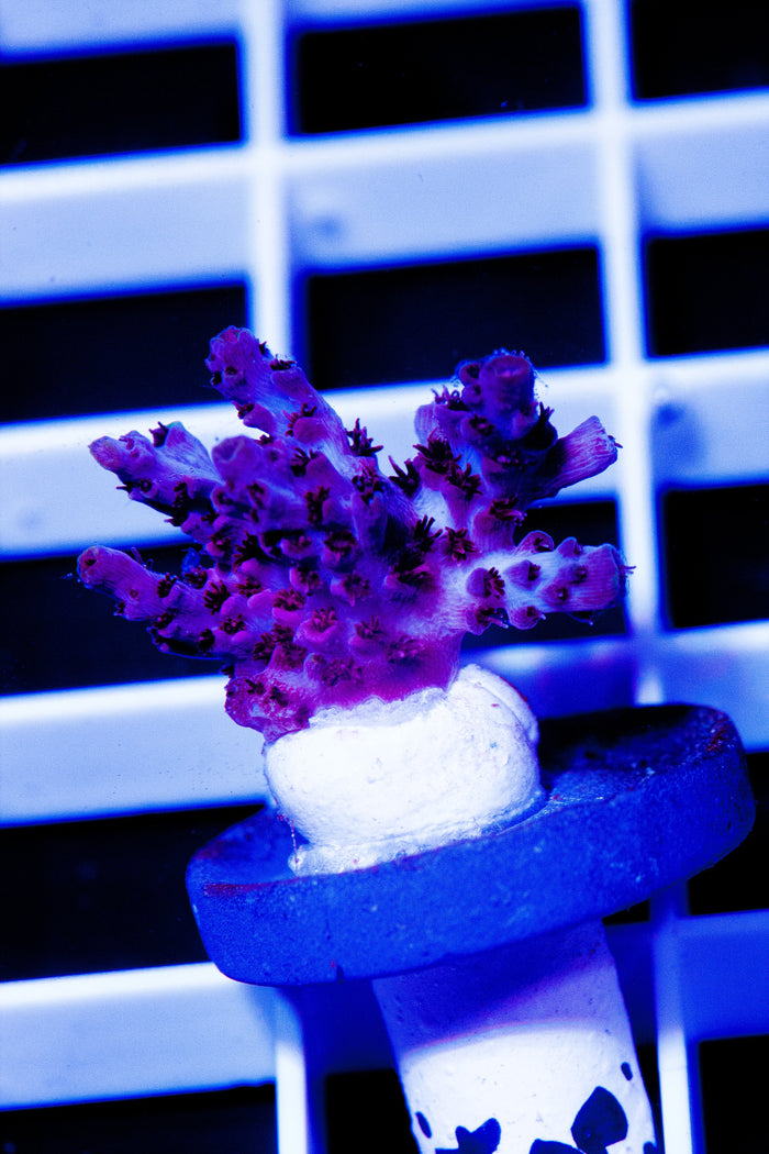Reef Raft , Fruitopia