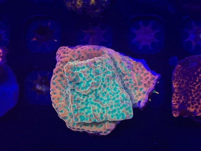Reef raft, Tropic thunder Montipora