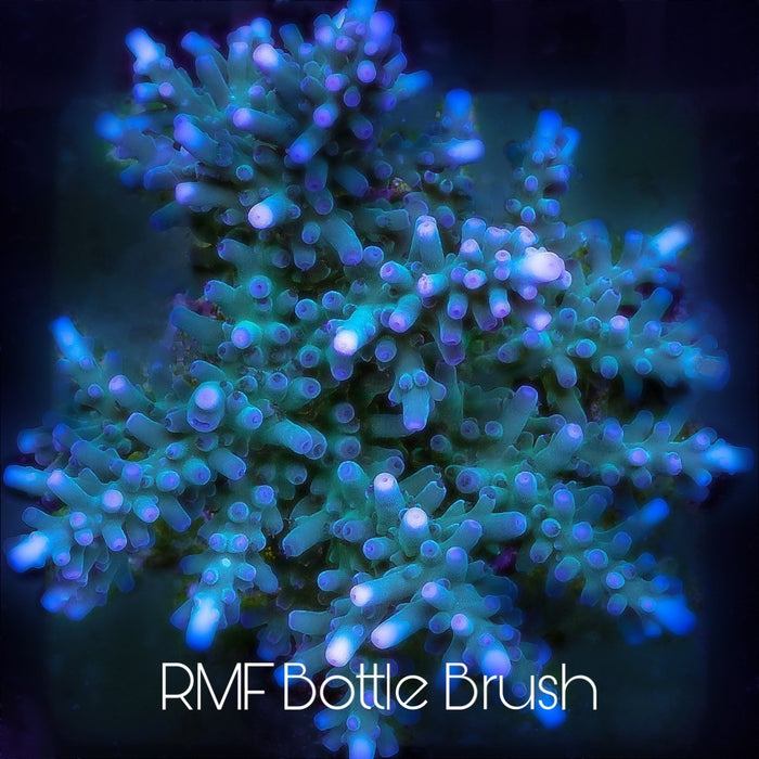 Rocky Mountain Frags "Bottle Brush" Acropora