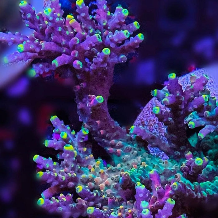 Rocky Mountain Frags, Flavor Parade