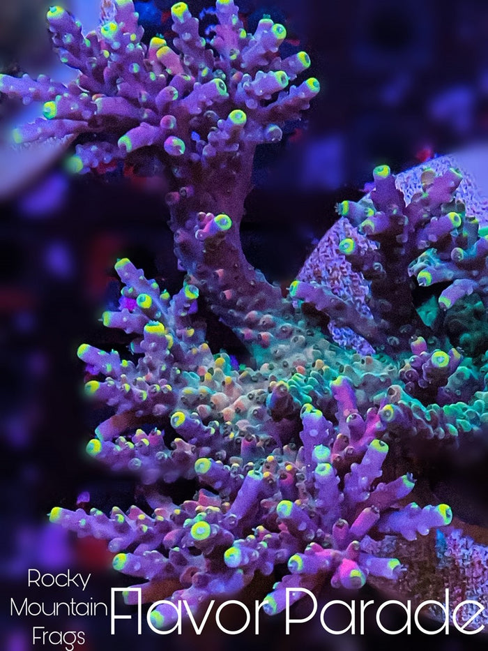 Rocky Mountain Frags, Flavor Parade