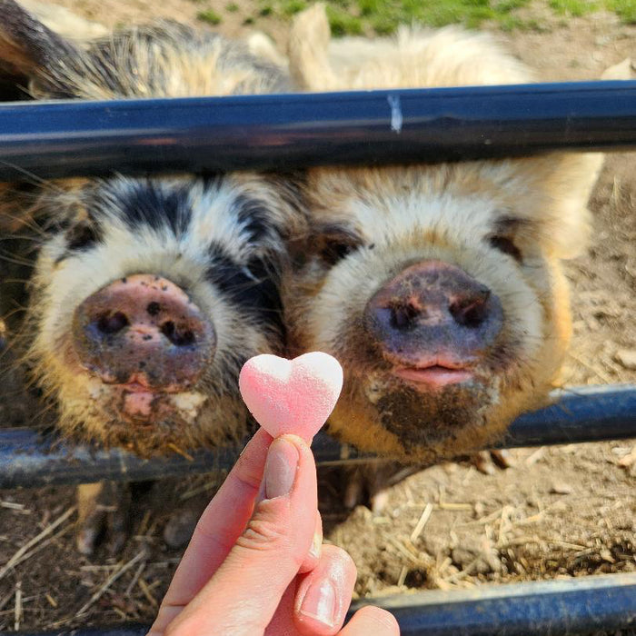 Send an animal a cookie 🍪
