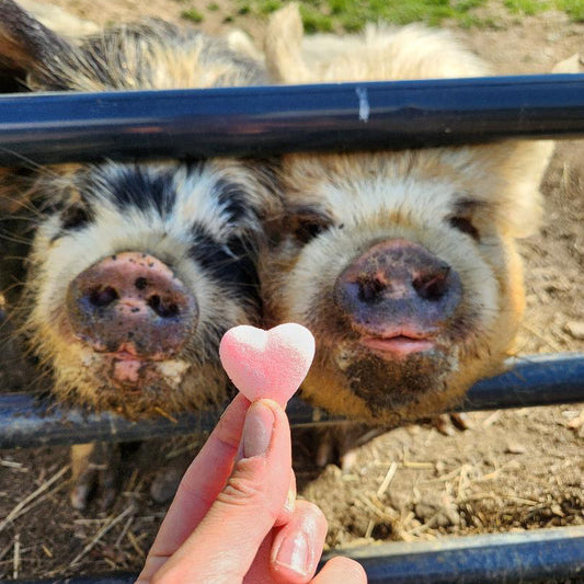 Send an animal a cookie 🍪