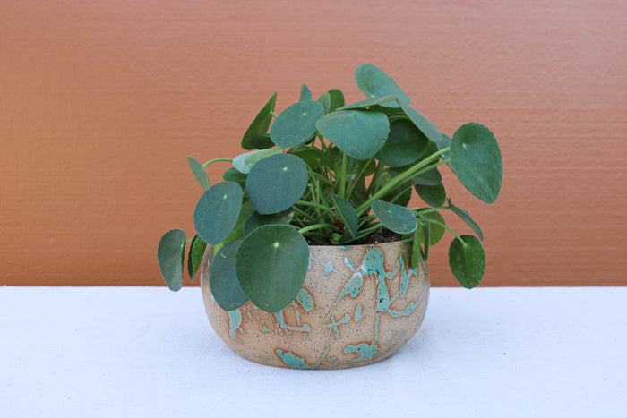 Splatter Planter