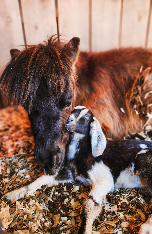 Sponsor a rescue plaque | Hearts for Rescue