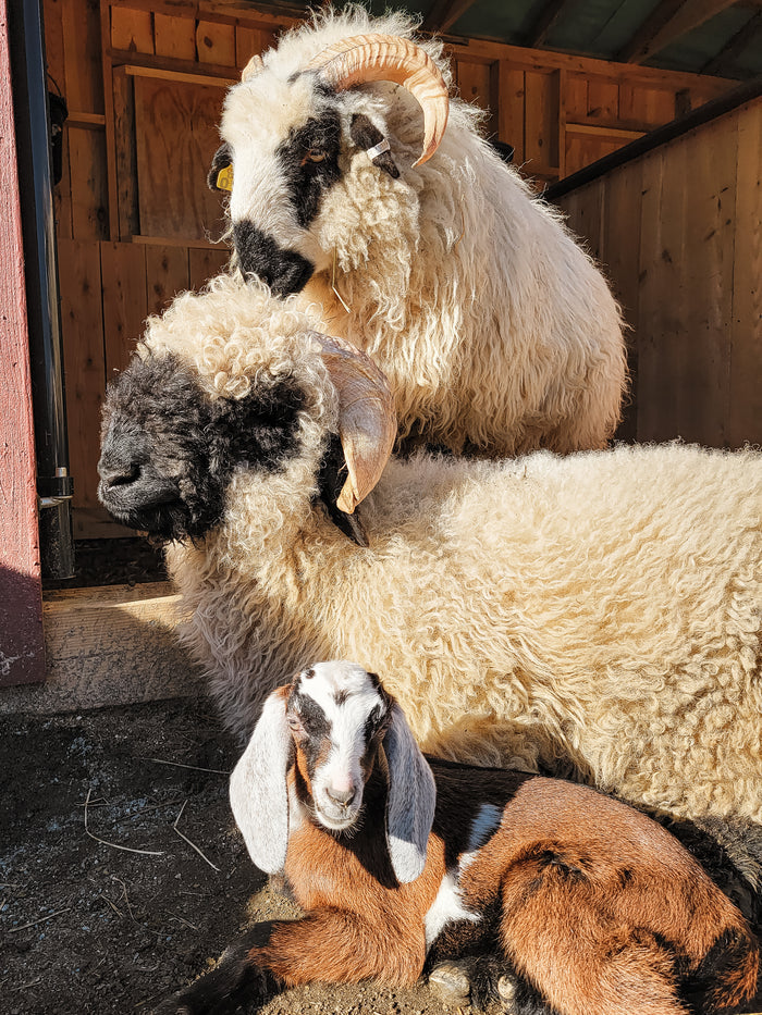 Sponsor an Animal