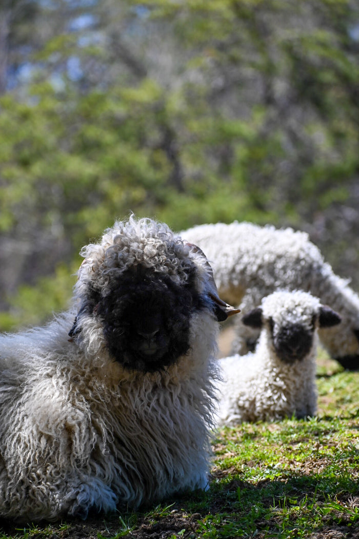 Sponsor an Animal