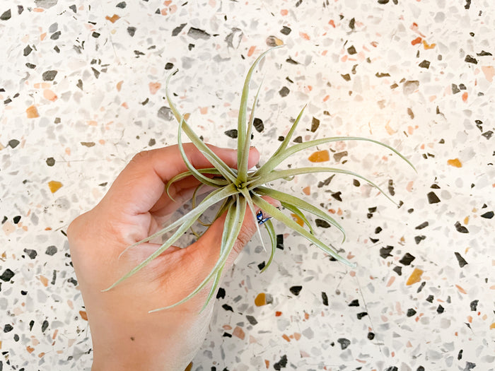 T. Xerographica X Brachycaulos