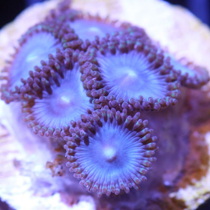 Tubbs Blues, Zoanthid