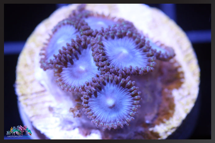 Tubbs Blues, Zoanthid