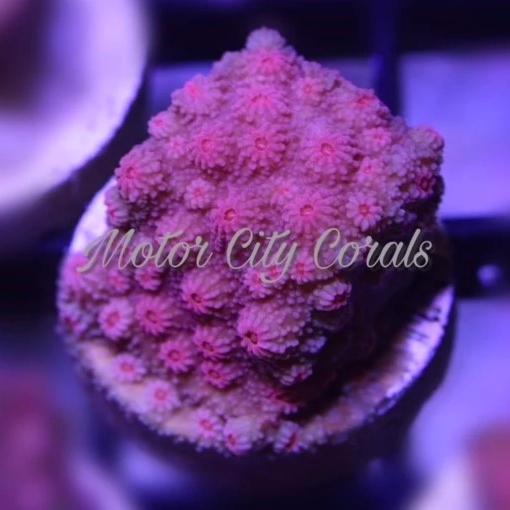 Tyree Blood Red, Cyphastrea