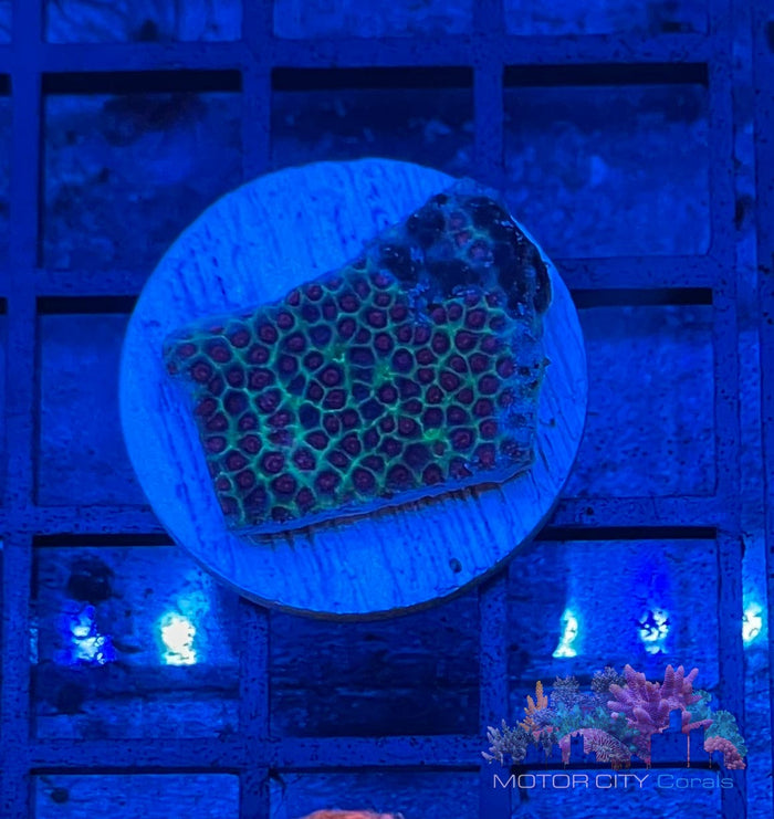 Tyree Sand Dollar Monti #2