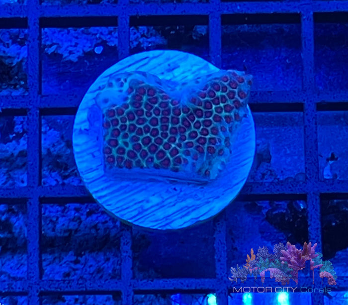 Tyree Sand Dollar Monti #7