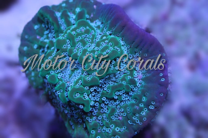 Tyree Undata Montipora