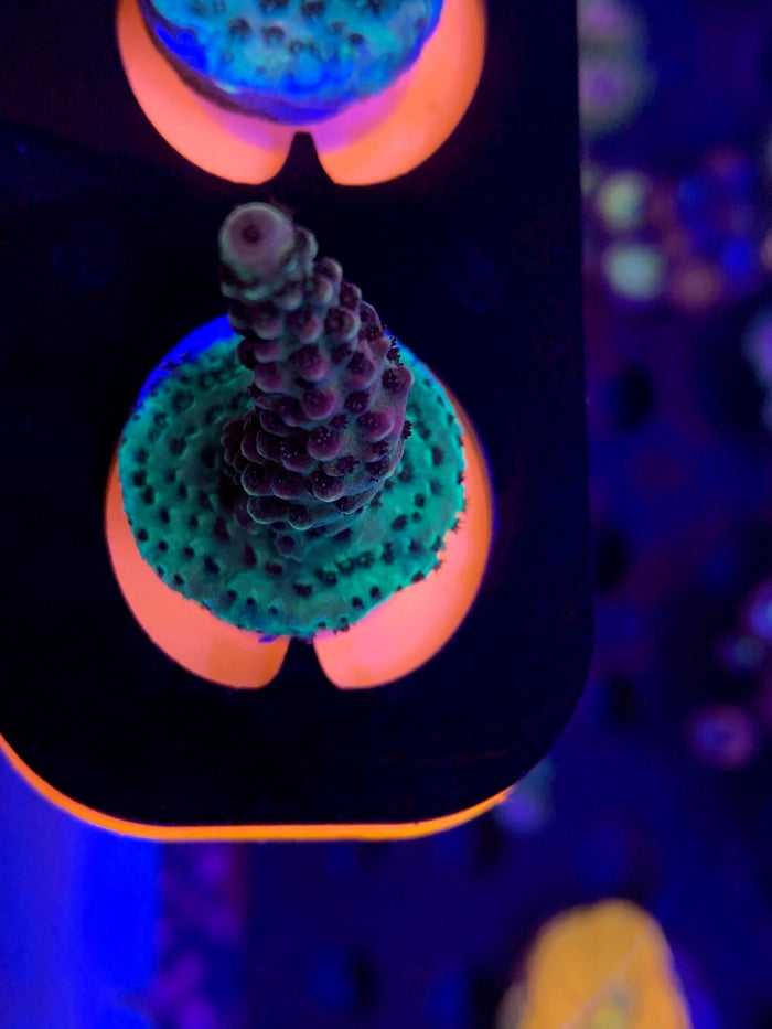Unique corals "Rainbow rose"