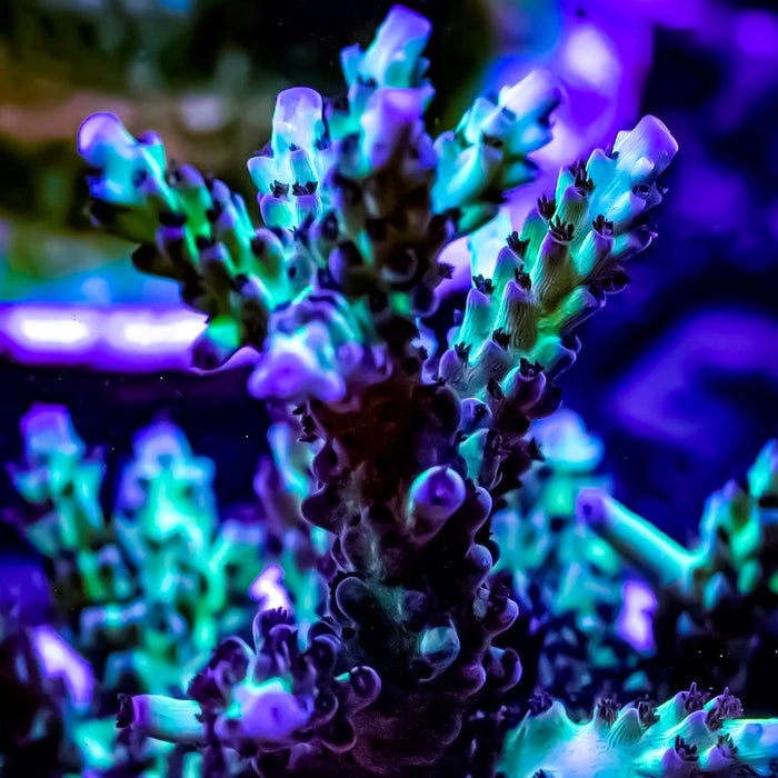 Upscales Microclados