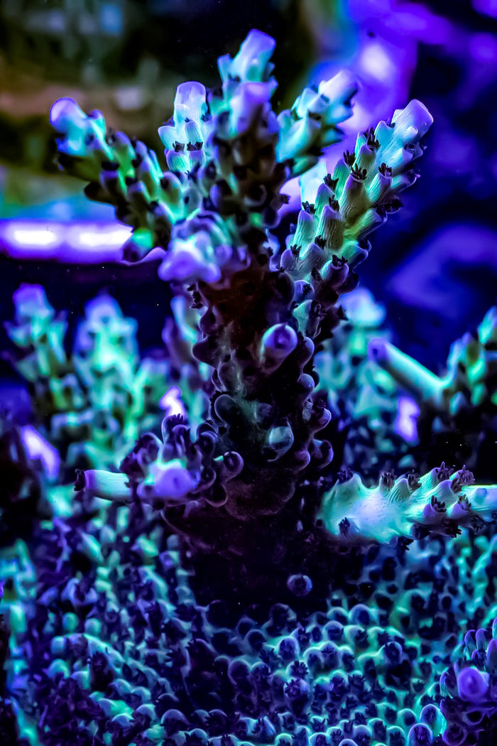 Upscales Microclados