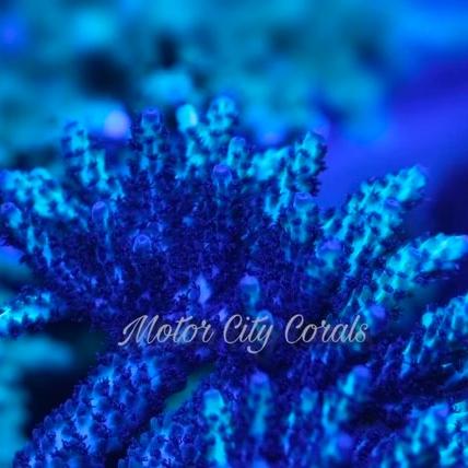 Vivid Aquariums Gatorade Acropora