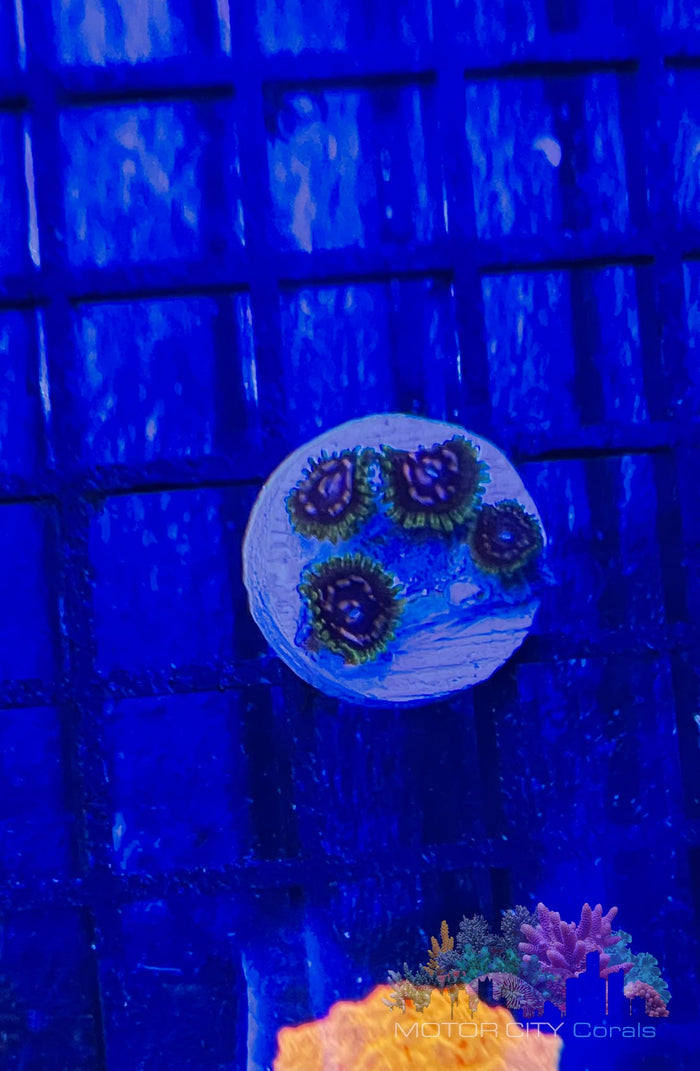 WWC Purple Moster Palys