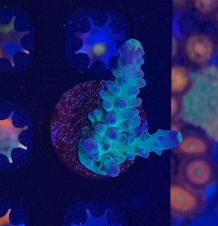 WWC Yellow tip acropora